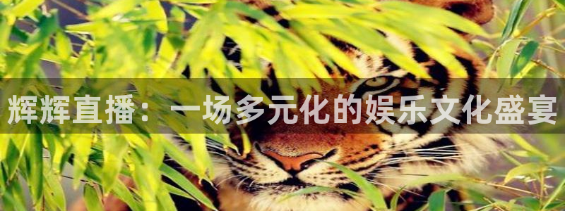 球神直播网免费直播在线观看：辉辉直播：一场多元化的娱乐文化盛宴