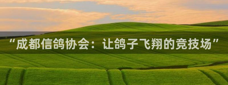 球神足球直播在线观看：“成都信鸽协会：让鸽子飞翔的竞技场”